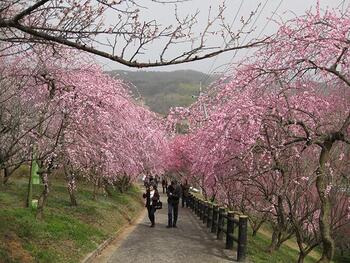 神代梅の里公園.jpg